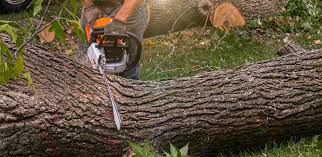 Best Tree Disease Treatment  in Willowbrook, CA