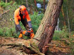 How Our Tree Care Process Works  in  Willowbrook, CA