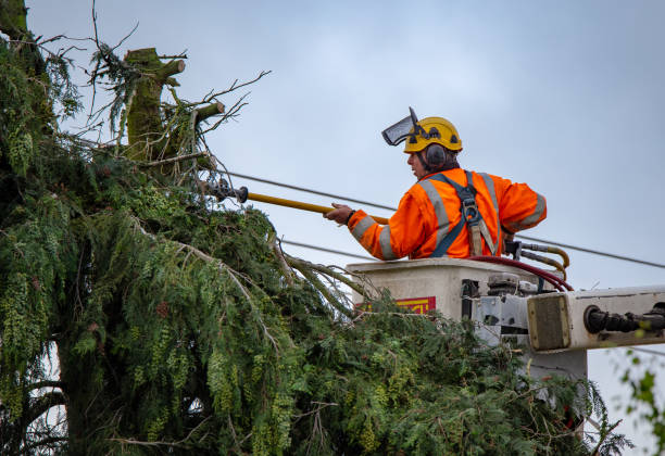 How Our Tree Care Process Works  in  Willowbrook, CA