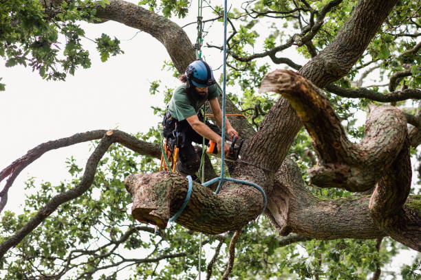 Best Stump Grinding and Removal  in Willowbrook, CA