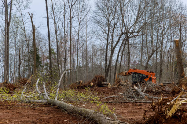 Best Commercial Tree Services  in Willowbrook, CA