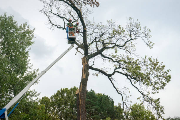 Best Tree Trimming and Pruning  in Willowbrook, CA