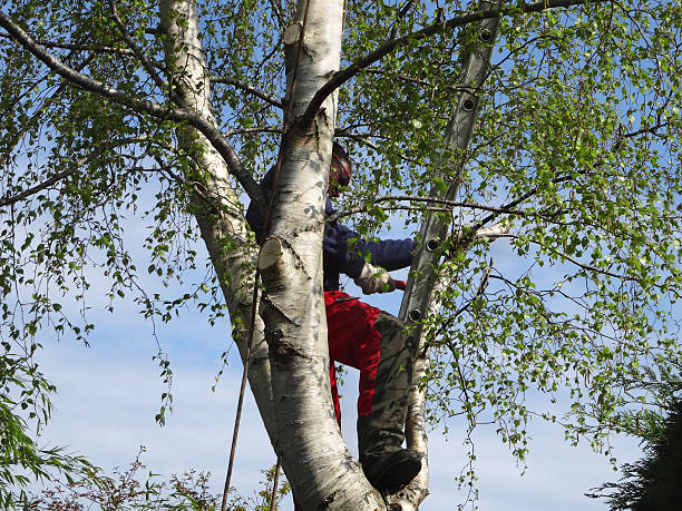 Best Storm Damage Tree Cleanup  in Willowbrook, CA