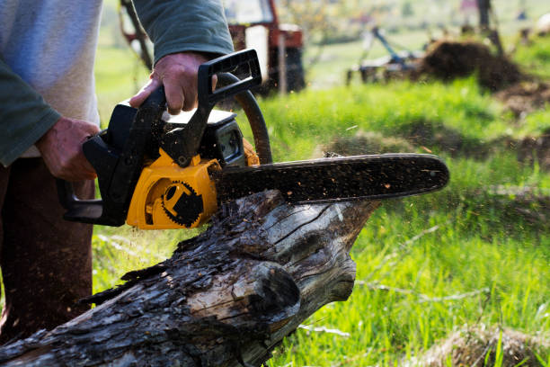 Seasonal Cleanup (Spring/Fall) in Willowbrook, CA