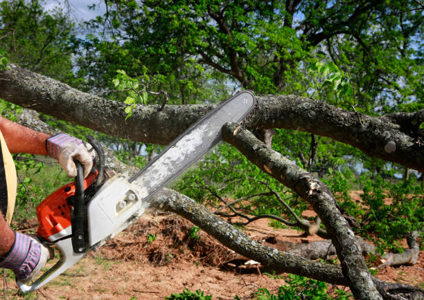 Tree and Shrub Care in Willowbrook, CA