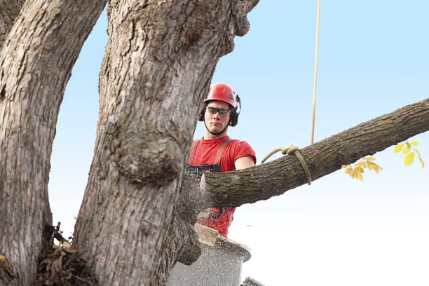 Best Tree Cabling and Bracing  in Willowbrook, CA